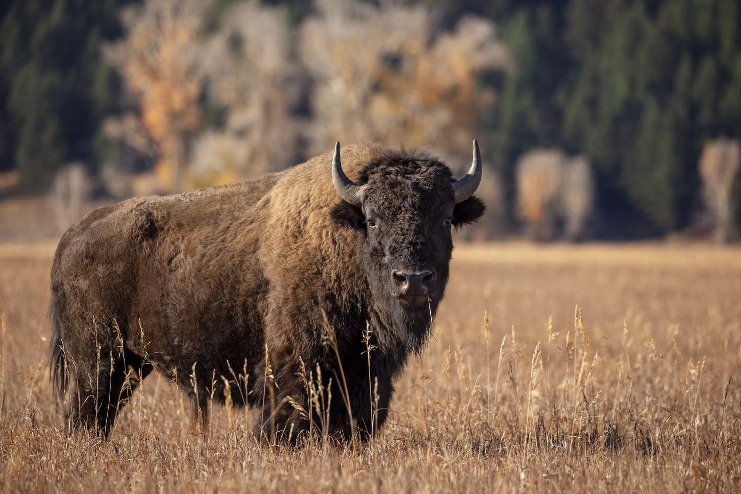 Bison grazing in Yellowstone at dawn